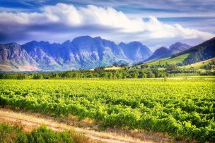 南アフリカワイン産地